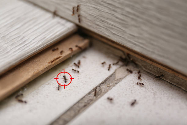Best Best Pest Control Companies  in Clifton, TN