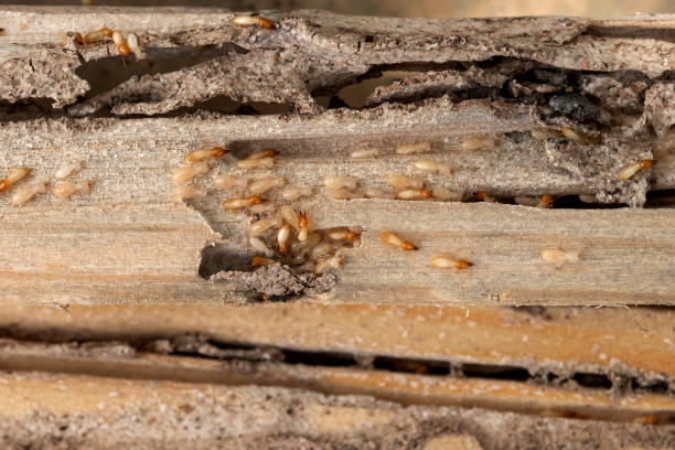 Best Residential Pest Control  in Clifton, TN